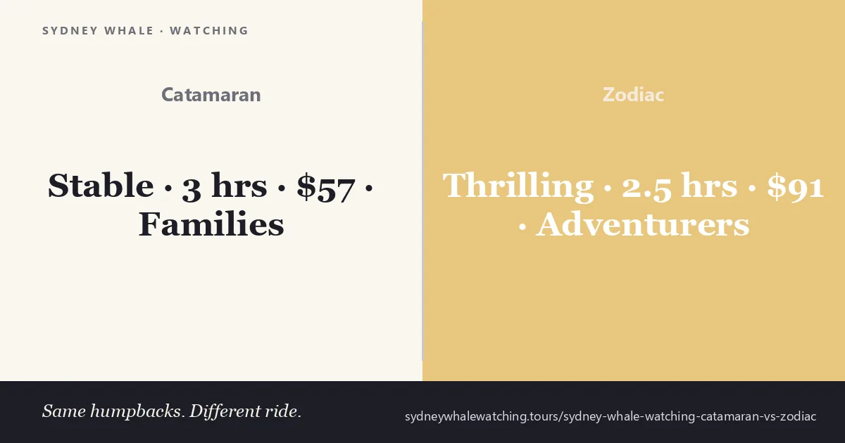 Sydney whale watching catamaran vs zodiac comparison: the scenic catamaran is stable at 3 hours from $57 for families while the adventure zodiac is thrilling at 2.5 hours from $91 for adventure seekers - same humpbacks, different ride